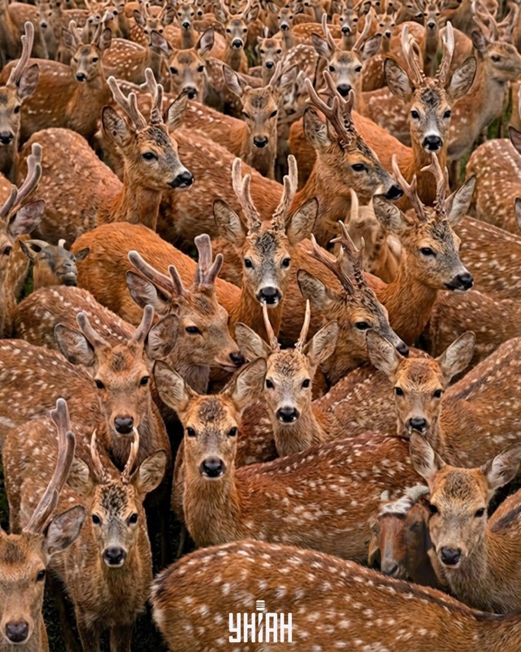 11 saniyede geyiklerin arasında üç keçi bulmanız gerekiyor: çok zor bir optik yanılsama