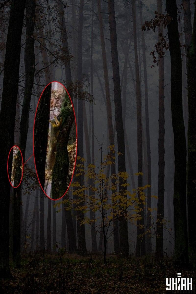 İnsanların yalnızca %2'si ormanda bir sincabı 12 saniyede bulabiliyor: inanılmaz bir optik yanılsama