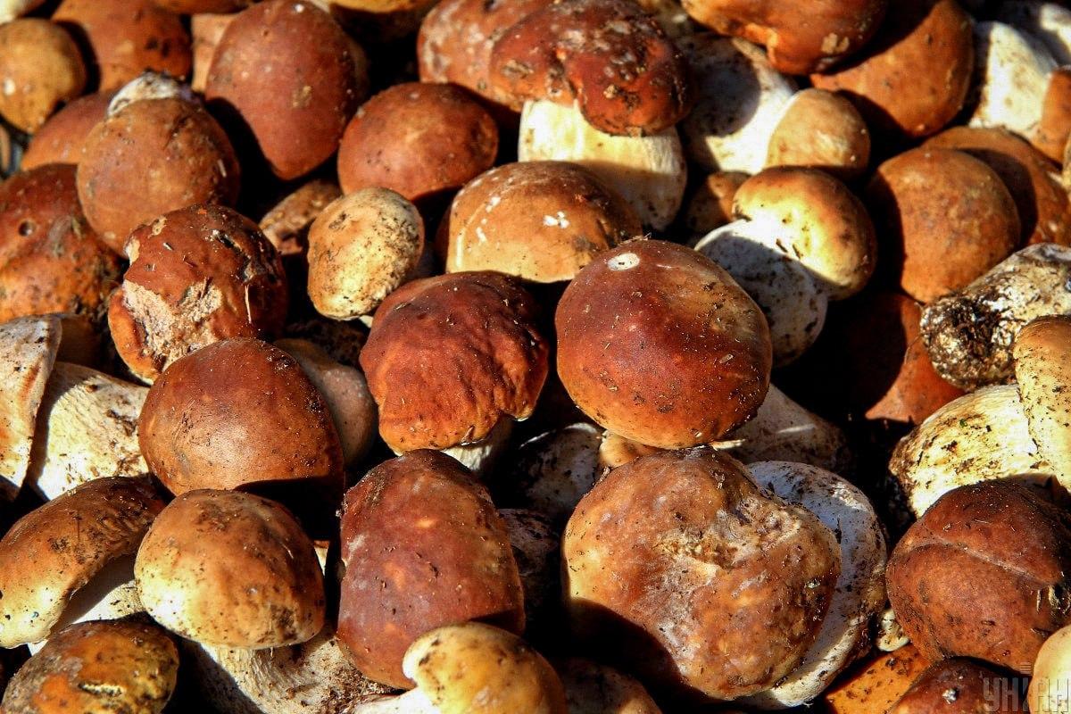 Zamanla mantarların arasındaki taşı bulun / Moje kolajı