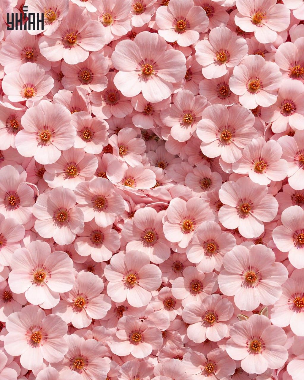 İnsanların Sadece %1'i 11 Saniyede Tavşan Buluyor: Şaşırtıcı Derecede Karmaşık Bir Optik Yanılsama