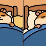 IQ testi: 29 saniyede uyuyan bir hamsterin resmindeki 3 farkı