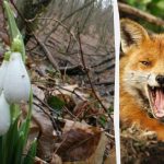 Optik illüzyon, IQ’nuzun ne kadar olduğunu gösterecek: 9 saniyede ormanda