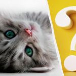 Sadece yüksek IQ’ya sahip insanlar bahçedeki bir kediyi 10 saniye