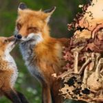 Tilkiyi bulmak için sadece 15 saniye: yalnızca birkaç kişinin çözebileceği