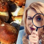 Yalnızca süper güçlü IQ’ya sahip kişiler 15 saniye içinde mantarların